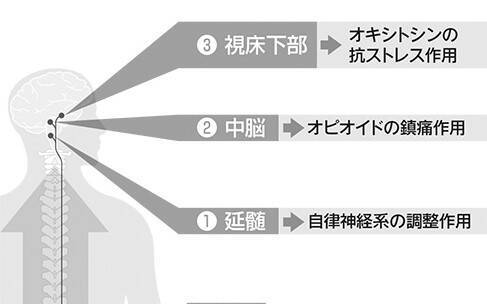 便秘に効くツボ ひざ下にある 足の三里 は胃腸を動かす特効穴 ガス腹が改善するマッサージも紹介 年6月17日 エキサイトニュース 3 4