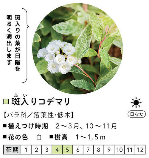 小さな庭diy ガーデニング初心者でも簡単 地植え 花壇 コンテナ おすすめの植物 樹木 草花 を紹介 年11月10日 エキサイトニュース 7 8