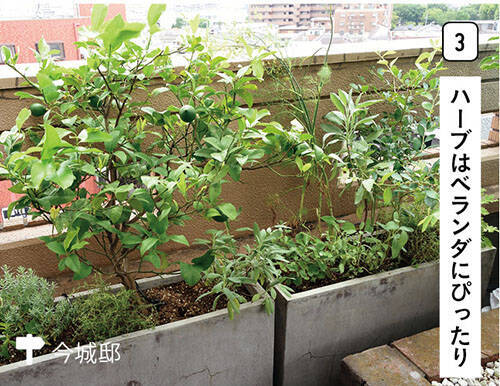 ベランダdiy ガーデニング編 初心者でもおしゃれに マンションでも狭くても大丈夫 おすすめの植物はコレ 年11月12日 エキサイトニュース 2 5