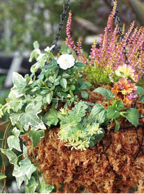 寄せ植えの基本とコツ 初心者でもできる作り方 おしゃれなハンギングにおすすめの植物はコレ 年11月16日 エキサイトニュース 5 6