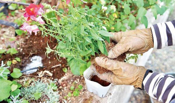 ポット苗の植え方 初心者でも簡単 草花の植え付け方 育て方 苗を買ってきたらまずコレをしよう 年11月日 エキサイトニュース
