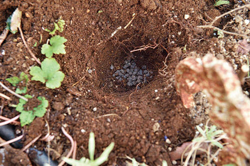 球根の植え方 チューリップやスイセンの球根でガーデニングを楽しもう 穴の深さや肥料の種類を解説 年11月21日 エキサイトニュース 球根の植え方 チューリップやスイセンの球根でガーデニングを楽しもう 穴の深さや肥料の種類を解説 年11月21日 エキサイトニュース