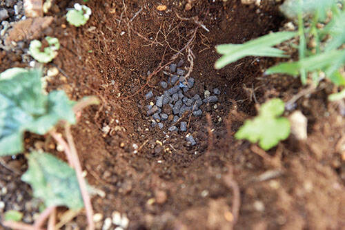 球根の植え方 チューリップやスイセンの球根でガーデニングを楽しもう 穴の深さや肥料の種類を解説 年11月21日 エキサイトニュース 球根の植え方 チューリップやスイセンの球根でガーデニングを楽しもう 穴の深さや肥料の種類を解説 年11月21日 エキサイトニュース