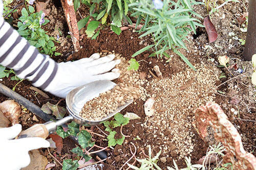 球根の植え方 チューリップやスイセンの球根でガーデニングを楽しもう 穴の深さや肥料の種類を解説 年11月21日 エキサイトニュース 2 2
