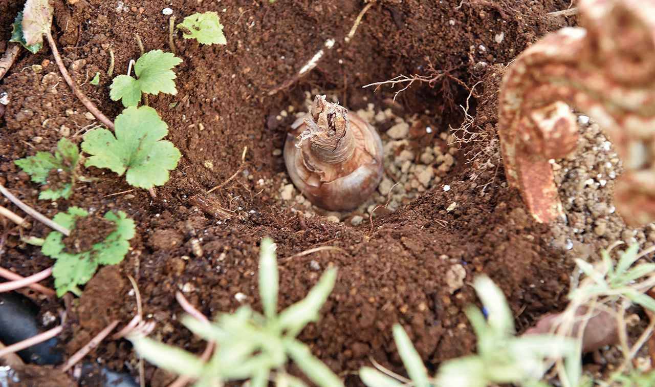 球根の植え方 チューリップやスイセンの球根でガーデニングを楽しもう 穴の深さや肥料の種類を解説 年11月21日 エキサイトニュース