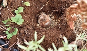 庭diy ガーデニングの土づくり 基本とコツ 花壇用と鉢植え用には腐葉土と赤玉土 水はけのよい良質な土を作ろう 年11月18日 エキサイトニュース