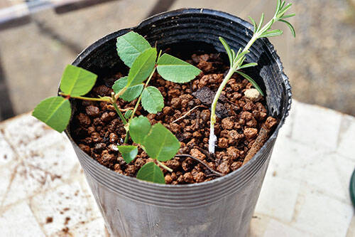 植木 庭木の植え方 支柱の立て方や剪定 株分け 挿し木の仕方を初心者向けに解説 年11月22日 エキサイトニュース 3 3