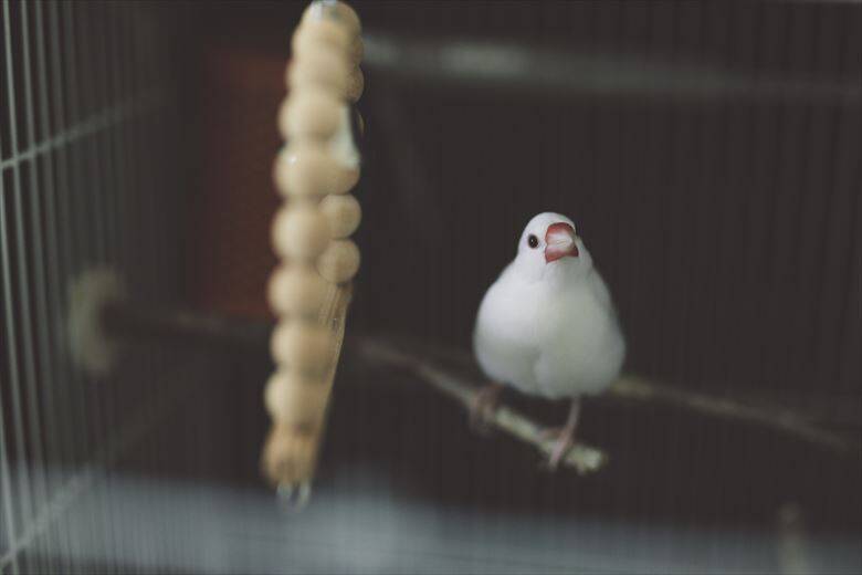 ナニコレかわいすぎる 喜怒哀楽の激しい白文鳥 ふーちゃん登場 年11月4日 エキサイトニュース