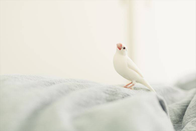 ナニコレかわいすぎる 喜怒哀楽の激しい白文鳥 ふーちゃん登場 年11月4日 エキサイトニュース