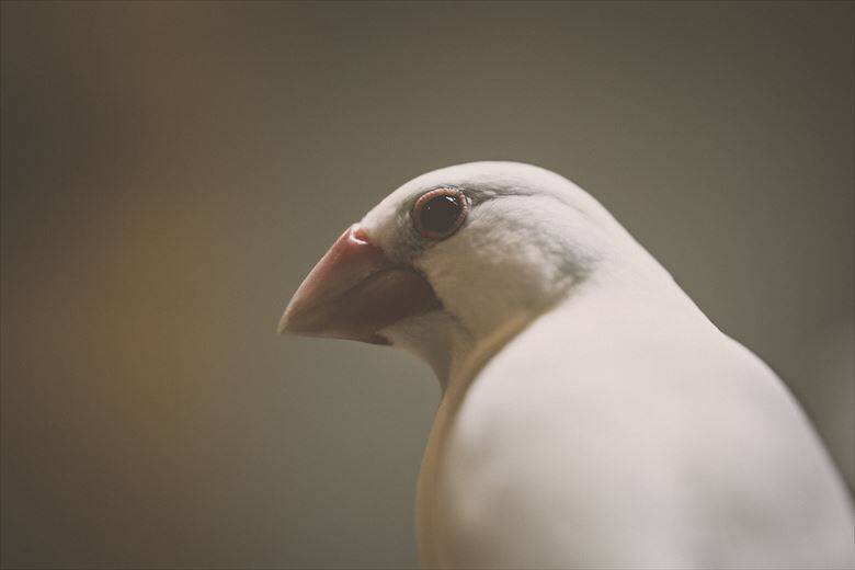 ナニコレかわいすぎる 喜怒哀楽の激しい白文鳥 ふーちゃん登場 年11月4日 エキサイトニュース