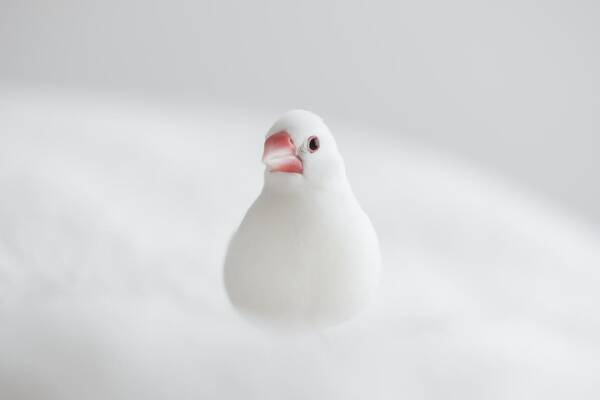 ナニコレかわいすぎる 喜怒哀楽の激しい白文鳥 ふーちゃん登場 年11月4日 エキサイトニュース