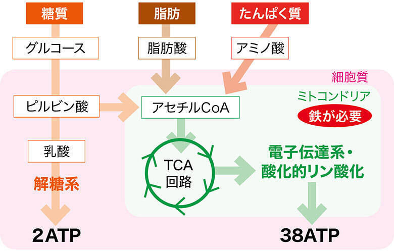 糖質制限 Bmi30の肥満体医師が1年で14kg痩せたメニューを大公開 19年9月8日 エキサイトニュース 10 14