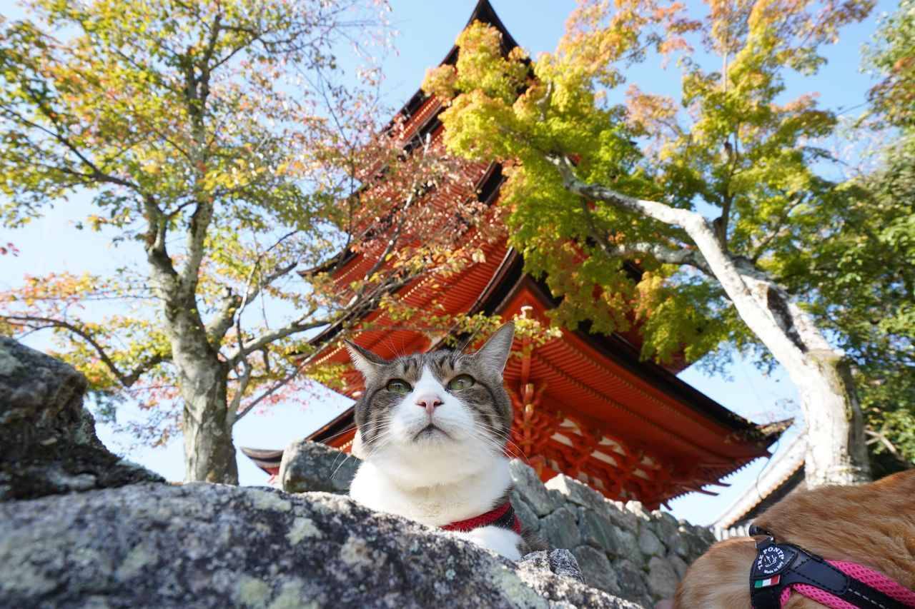 動物写真家ユリカメラが かわいい ネコの撮り方 教えます 19年7月30日 エキサイトニュース 3 6