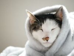 "7kg"の毛布、遮熱カーテン、猫と一緒に就寝…冬の「省エネ」テクニック！リスナーが実践している防寒術を紹介