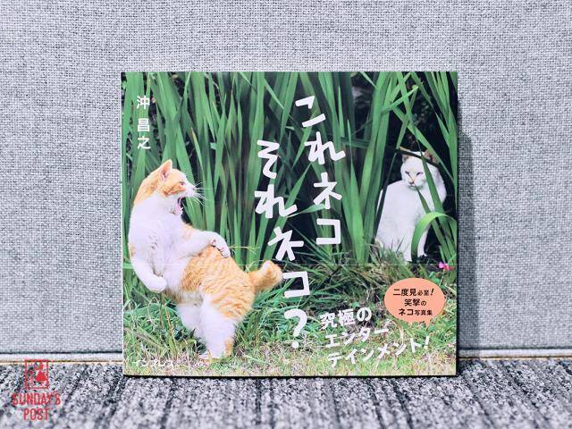 猫写真家・沖昌之 フォロワー80万人のSNS投稿を続ける理由「毎日1枚上げれば、世界の誰かが幸せに」