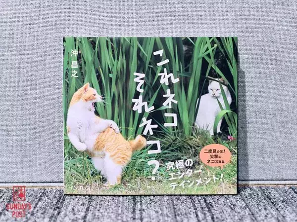 「猫写真家・沖昌之 フォロワー80万人のSNS投稿を続ける理由「毎日1枚上げれば、世界の誰かが幸せになる」」の画像