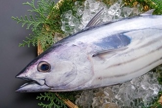 サンマは「本」、カレイは「枚」!? こんなに違う「魚の数え方」豆知識