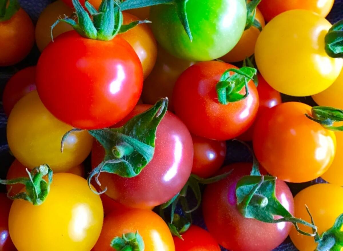 実は これから が美味しい 園芸家が教える 家庭でのトマト栽培 19年8月17日 エキサイトニュース