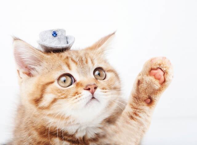 愛猫家 が主張する 世界で一番ネコがかわいい 理由 18年8月日 エキサイトニュース