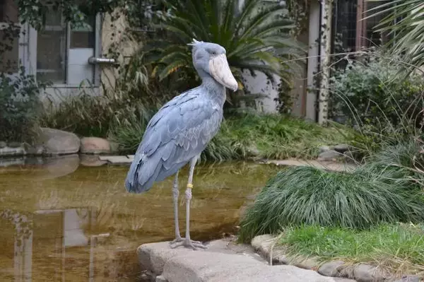 上野動物園、多摩動物公園、井の頭自然文化園、葛西臨海水族園で“謎解き”に挑戦！東京動物園協会が主催するイベントを紹介