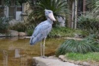 上野動物園、多摩動物公園、井の頭自然文化園、葛西臨海水族園で“謎解き”に挑戦！東京動物園協会が主催するイベントを紹介