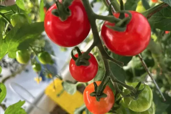 「Hand in Hand－東日本大震災から15年「福島の歩みと今」」の画像