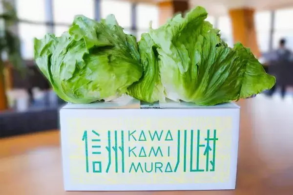 「フライパン1つ・包丁不要で15分！野菜ソムリエ直伝「レタスのシャキ甘パスタ」レシピ、“旨味がぎゅーっ！”標高1,000m超が育む長野県川上村の高原レタスの魅力を紹介」の画像