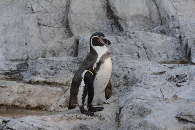 都内の“動物園・水族園”に謎が出現…4園を巡りながら楽しめる「謎解きイベント」を紹介