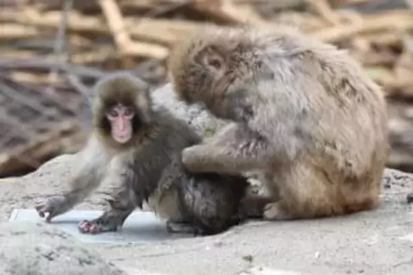 千葉・市川「おさるのパンチくん」おともだちできた！「オランママ」離れショット公開