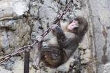 「パンチくん　市川市動植物園が観覧規制を強化か…サル山に侵入した〝米国籍〟男２人の目的」の画像1