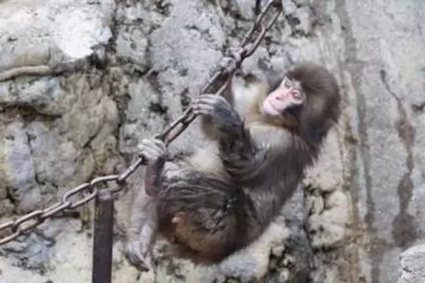 パンチくん　市川市動植物園が観覧規制を強化か…サル山に侵入した〝米国籍〟男２人の目的