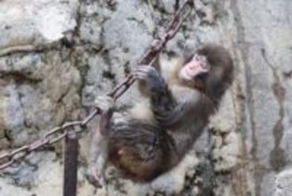 パンチくん　市川市動植物園が観覧規制を強化か…サル山に侵入した〝米国籍〟男２人の目的