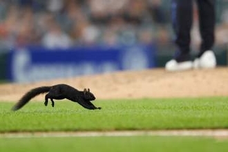 【ＭＬＢ】リスの逃走劇に大歓声！　10人以上で捕獲にブーイング「史上最もワイルドなリス」