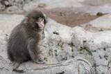 「パンチくんも涙　今年はベビーラッシュの市川市動植物園で…赤ちゃんザルが亡くなる」の画像1