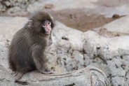 パンチくんも涙　今年はベビーラッシュの市川市動植物園で…赤ちゃんザルが亡くなる