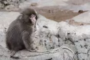 パンチくんも涙　今年はベビーラッシュの市川市動植物園で…赤ちゃんザルが亡くなる