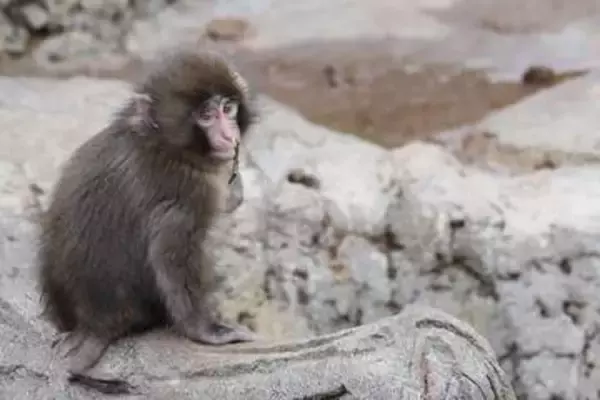 パンチくんも涙　今年はベビーラッシュの市川市動植物園で…赤ちゃんザルが亡くなる