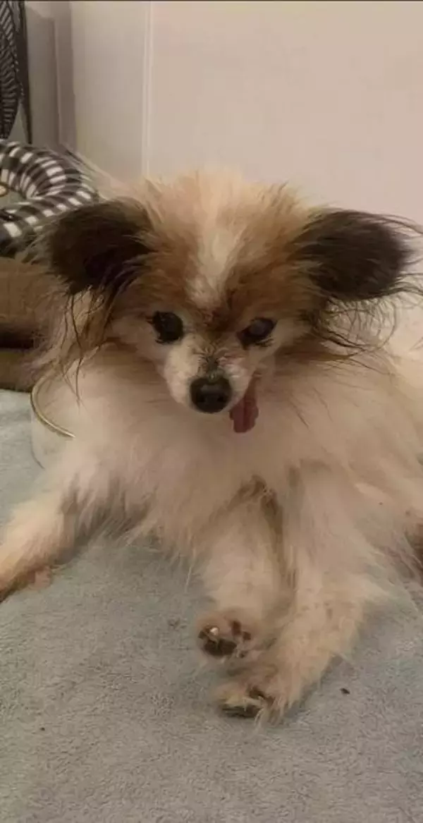 〝世界最高齢〟の犬　フランスのパピヨン犬ラザールが３０歳で死ぬ