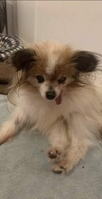 〝世界最高齢〟の犬　フランスのパピヨン犬ラザールが３０歳で死ぬ