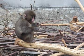 パンチくんの負傷通報相次ぐ　市川市動植物園が診断結果報告「異状は見られません」