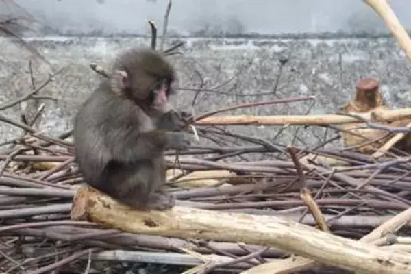 パンチくんの負傷通報相次ぐ　市川市動植物園が診断結果報告「異状は見られません」
