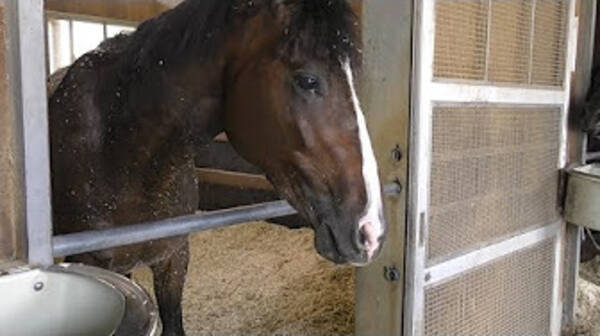 日本ダービー タイムフライヤー 松田国英調教師 ダービー２勝トレーナーの勝負手 18年5月23日 エキサイトニュース