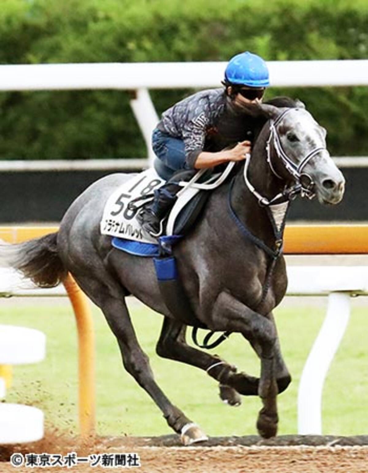 七夕賞 血統調査 プラチナムバレット 半姉にタフなスマートレイアー 18年7月5日 エキサイトニュース