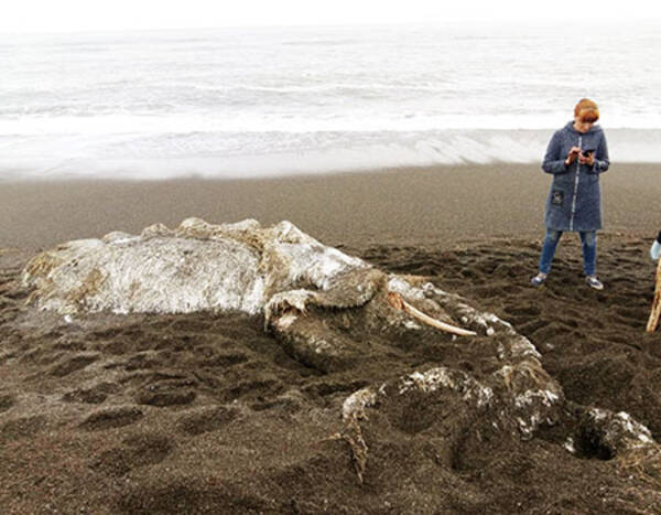 ロシアの海岸に漂着した 謎の巨大生物 の死骸の正体 2018年8月22日 エキサイトニュース