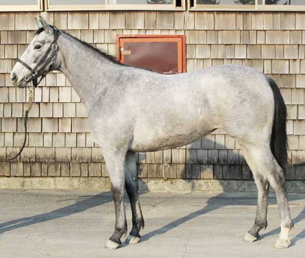 ２０１９年有力クラブ紹介 ひと口馬主のススメ ｙｇｇオーナーズクラブ編 19年4月30日 エキサイトニュース