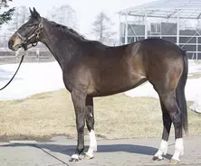 ２０１９年有力クラブ紹介 ひと口馬主のススメ ｙｇｇオーナーズクラブ編 19年4月30日 エキサイトニュース