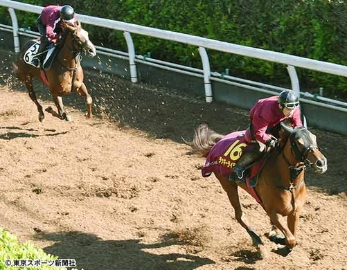 ヴィクトリアマイル ショウナンアデラ 蛯名を背に坂路で先着 不安のない状態 16年5月12日 エキサイトニュース