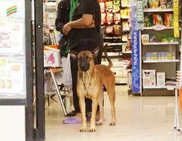 タイ歓楽街 女たちの叫び 国王死去で 自粛 イコール 死 の現実 16年11月13日 エキサイトニュース