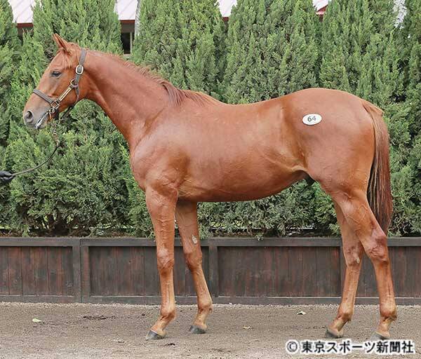 セレクトセール２０１９ ルージュバックの半妹ジンジャーパンチの２０１８は２億９０００万円 19年7月8日 エキサイトニュース