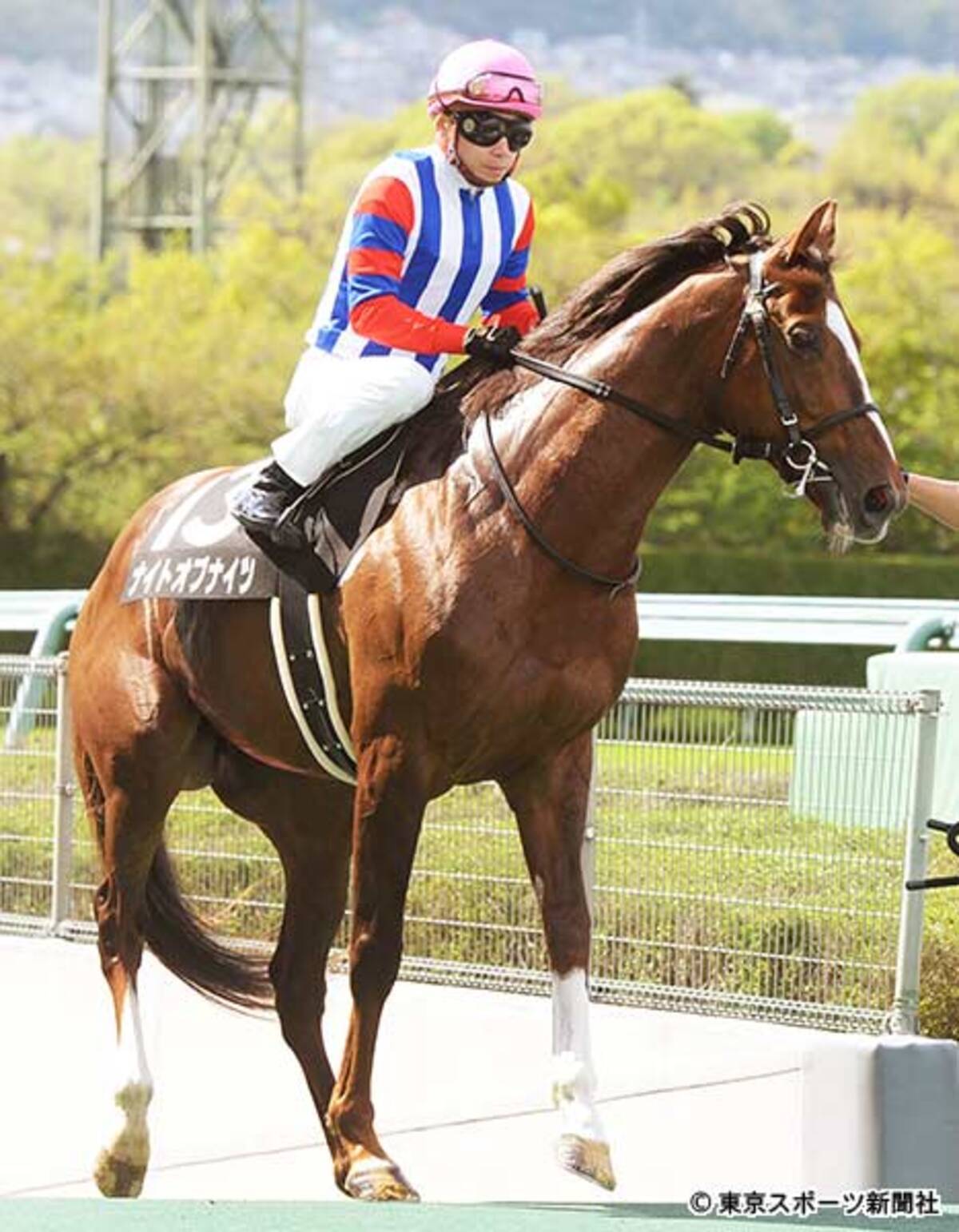 函館記念 ナイトオブナイツ ハンデの恩恵と万全ローテで見えた逆転のシナリオ 19年7月9日 エキサイトニュース